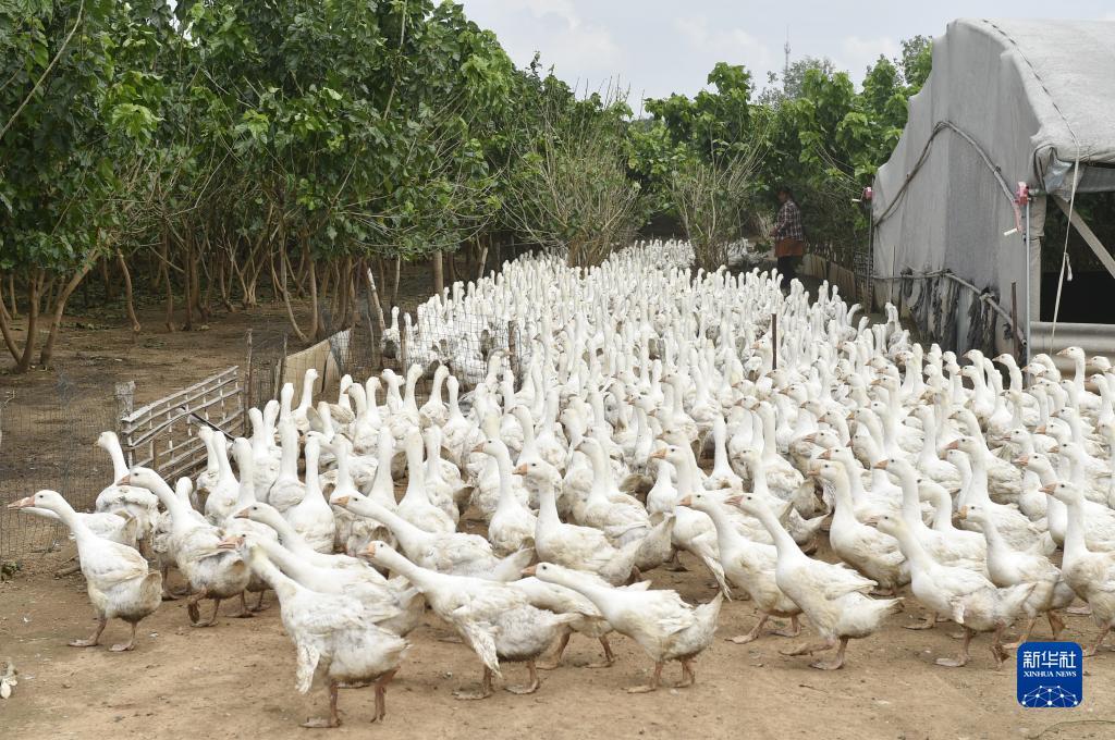 40334.com鳯凰网投
